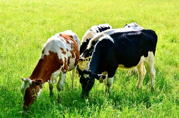 Fototapeta na wymiar Cows on grass field, in a farm ranch in New York rural area.