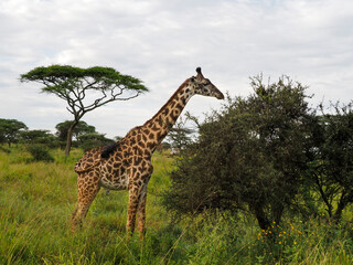 Serengeti National Park, Tanzania, Africa - February 29, 2020: Giraffes along the savannah roaming and eating