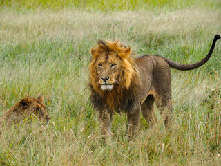 Naklejka premium Serengeti National Park, Tanzania, Africa - February 29, 2020: Male lion amongst the Savannah during mating season in Serengeti National Park