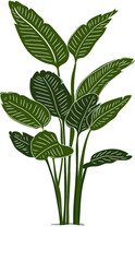 Monstera Plant in Pot Illustration