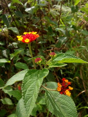 red and yellow flowers