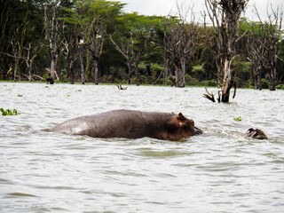 Fototapeta premium Lake Naivasha, Kenya, Africa - February 25, 2020: Hippos swimming through Lake Naivasha in Kenya, Africa