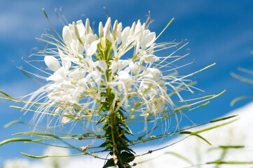 isolated white cleome blossom against a blue sky
