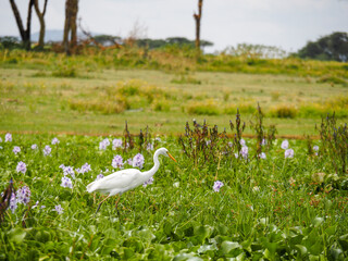 Lake Naivasha, Kenya, Africa, February 25, 2020: Great egret walking along Crescent Island