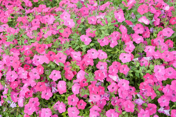 field of showy hot pink petunias in the sun