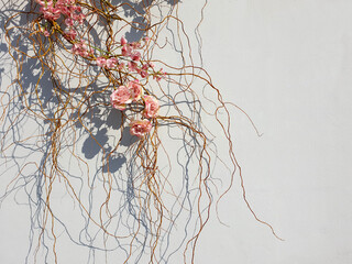 decorative flowers on plaster street wall
