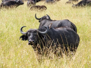 Tuinposter Maasai Mara Game Reserve, Kenia, Afrika - 26 februari 2020: Kaapse buffels eten langs de savanne, Maasai Mara Game Reserve, Kenia, Afrika © Elise