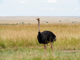 Naklejka premium Maasai Mara, Kenya, Africa - February 26, 2020: Ostriches roaming on the Savannah, Maasai Mara Game Reserve, Kenya, Africa