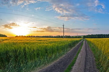 Fototapeta na wymiar wheat field in sunlight. nature and landscape