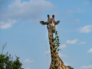 Maasai Mara, Kenya, Africa - February 26, 2020: Giraffe eating leaves on Safari, Maasai Mara Game...