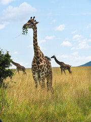 Maasai Mara, Kenya, Africa - February 26, 2020: Giraffe eating leaves on Safari, Maasai Mara Game Reserve