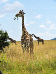 Maasai Mara, Kenya, Africa - February 26, 2020: Giraffe eating leaves on Safari, Maasai Mara Game Reserve