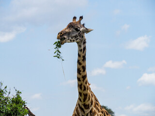 Maasai Mara, Kenya, Africa - February 26, 2020: Giraffe eating leaves on Safari, Maasai Mara Game Reserve
