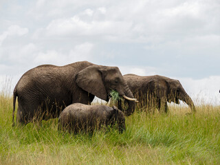 Naklejka na ściany i meble Maasai Mara, Kenya, Africa - February 26, 2020: Herd of elephants on hill, Maasai Mara Game Reserve, Kenya, Africa