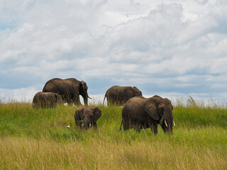 Fototapeta na wymiar Maasai Mara, Kenya, Africa - February 26, 2020: Herd of elephants on hill, Maasai Mara Game Reserve, Kenya, Africa