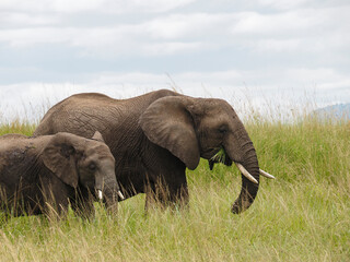 Maasai Mara, Kenya, Africa - February 26, 2020: