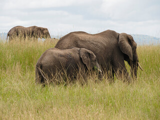 Naklejka na ściany i meble Maasai Mara, Kenya, Africa - February 26, 2020: Baby following mom elephant along African Savannah, Maasai Mara Game Reserve, Kenya, Africa