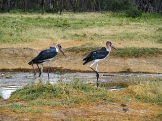 Vultures walking through stream at Lake Nakuru, Kenya, Africa