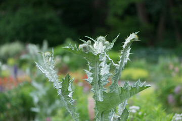 cultivated thistle plant in the garden