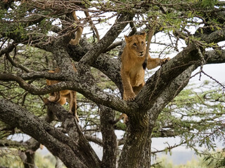 Naklejka na ściany i meble Pride of lions climbing acacia tree, Lake Nakuru National Park, Kenya, Africa
