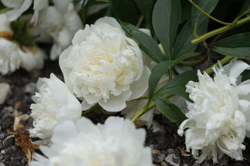 close up of white peonies in various states of maturity