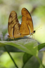 Obraz premium Two Butterfly's mating