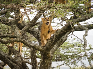 Pride of lions climbing acacia tree, Lake Nakuru National Park, Kenya, Africa