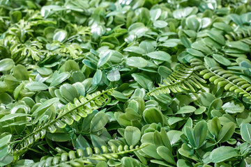 Obraz premium Hanging Garden