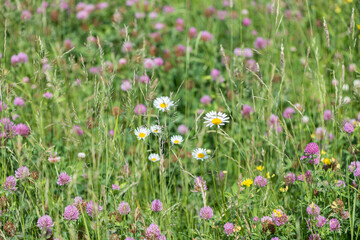 field of pink clover flowers and white daisies