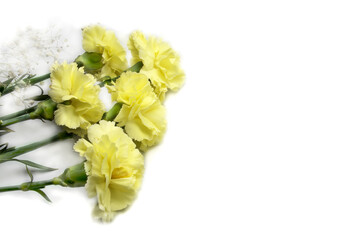yellow carnations on white background. Carnation flowers with green leaves isolated on white.