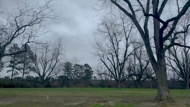 Pan of a pecan tree orchard farm in rural Georgia in the Fall