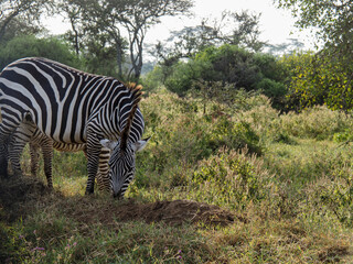 Zebras grazing along savannah, Lake Nakuru, Kenya, Africa