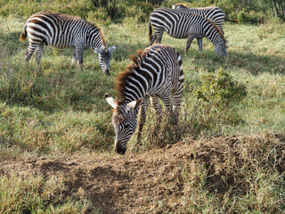 Zebras grazing along savannah, Lake Nakuru, Kenya, Africa