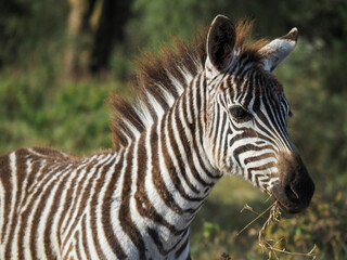 Fototapeta na wymiar Zebras grazing along savannah, Lake Nakuru, Kenya, Africa