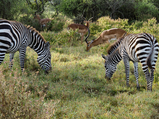 Zebras grazing along savannah, Lake Nakuru, Kenya, Africa