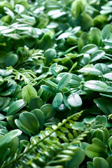 Hanging Garden