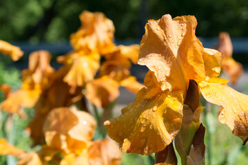 brown-orange irises in a garden 