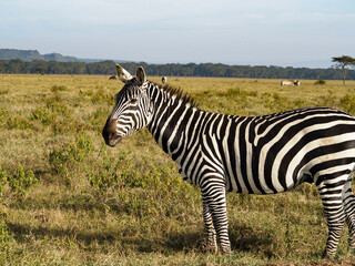 Zebras grazing along savannah, Lake Nakuru, Kenya, Africa