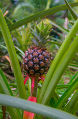 Inflorescencia y fruta verde de piña en un cultivo de esta deliciosa fruta tropical en una finca de Chiriqui Panamá