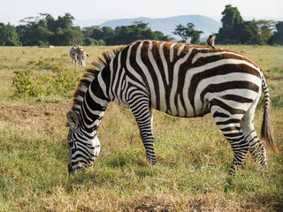 Zebras grazing along savannah, Lake Nakuru, Kenya, Africa