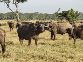 Naklejka na ściany i meble Lake Nakuru National Park, Cape buffalo grazing along savannah, Nairobi, Kenya, Africa
