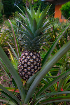 Inflorescencia y fruta verde de pi&ntilde;a en un cultivo de esta deliciosa fruta tropical en una finca de Chiriqui Panam&aacute;