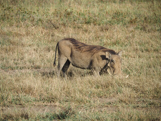 Fototapeta na wymiar Warthog running along the savannah in Lake Nakuru National Park, Kenya, Africa