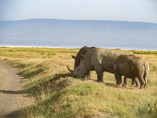 Black and White Rhinos grazing along savannah, Lake Nakuru, Kenya, Africa
