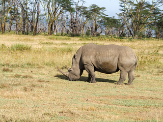 Fototapeta premium White Rhino grazing along Savannah, Lake Nakuru, Kenya, Africa