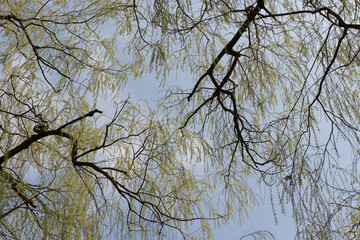 willow trees seen from below
