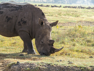 Obraz premium White Rhino grazing along Savannah, Lake Nakuru, Kenya, Africa