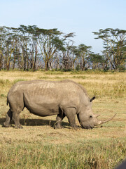 Fototapeta na wymiar White Rhino grazing along Savannah, Lake Nakuru, Kenya, Africa