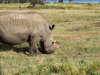 Fototapeta premium White Rhino grazing along Savannah, Lake Nakuru, Kenya, Africa