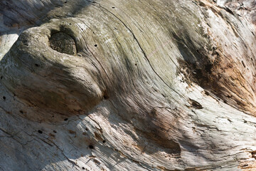 Obraz premium texture of an dead alp pine tree trunk - cursive lines